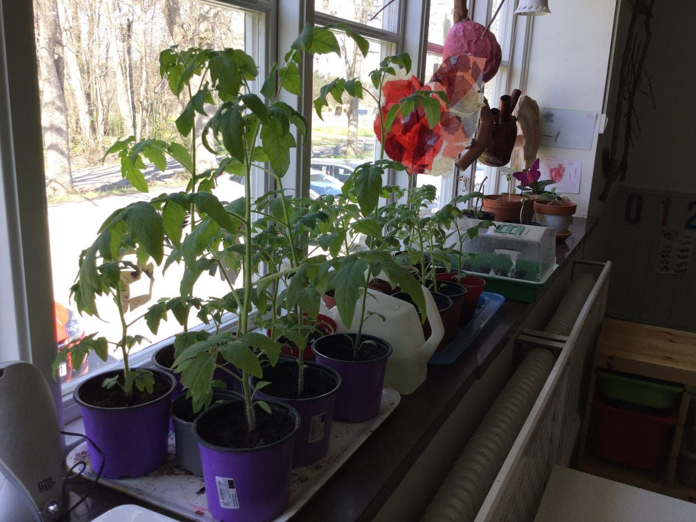 Tomatplantor i krukor på en solig fönsterbräda inne på avdelningen.