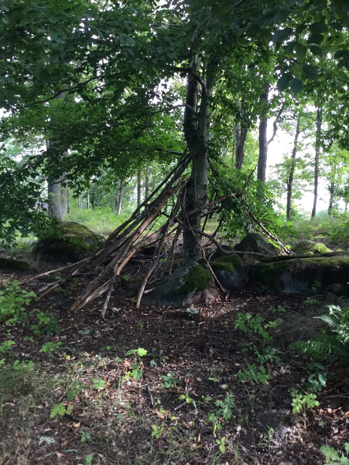 En koja byggd av grenar lutade mot ett träd i skogen intill förskolan.