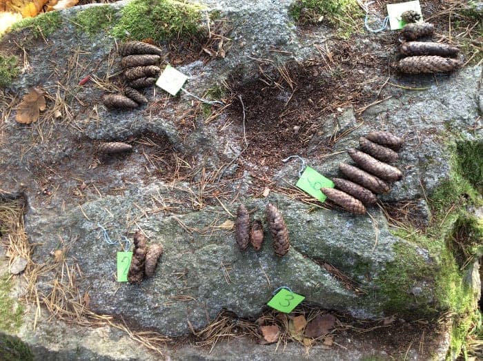 Kottar sorterade i grupper med numrerade lappar på en mossig sten i skogen.